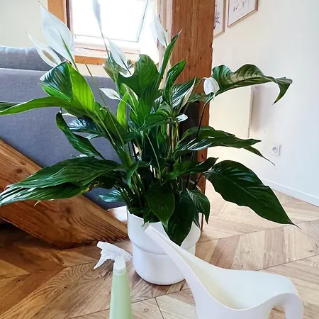 Les De Romain Et Julien Dijon